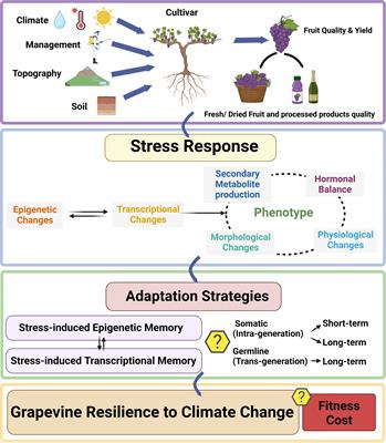Epigenomics: a new tool for the generation of climate resilient grapevines